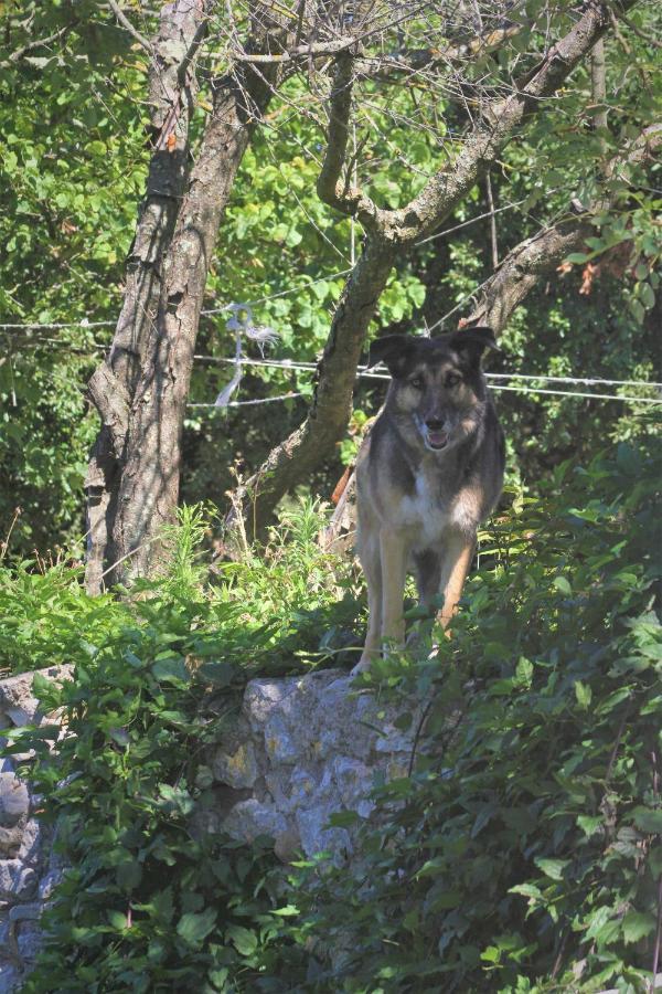 Studio Gard Calme Et Nature Russan Buitenkant foto